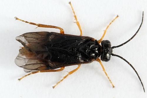 Nematinus fuscipennis